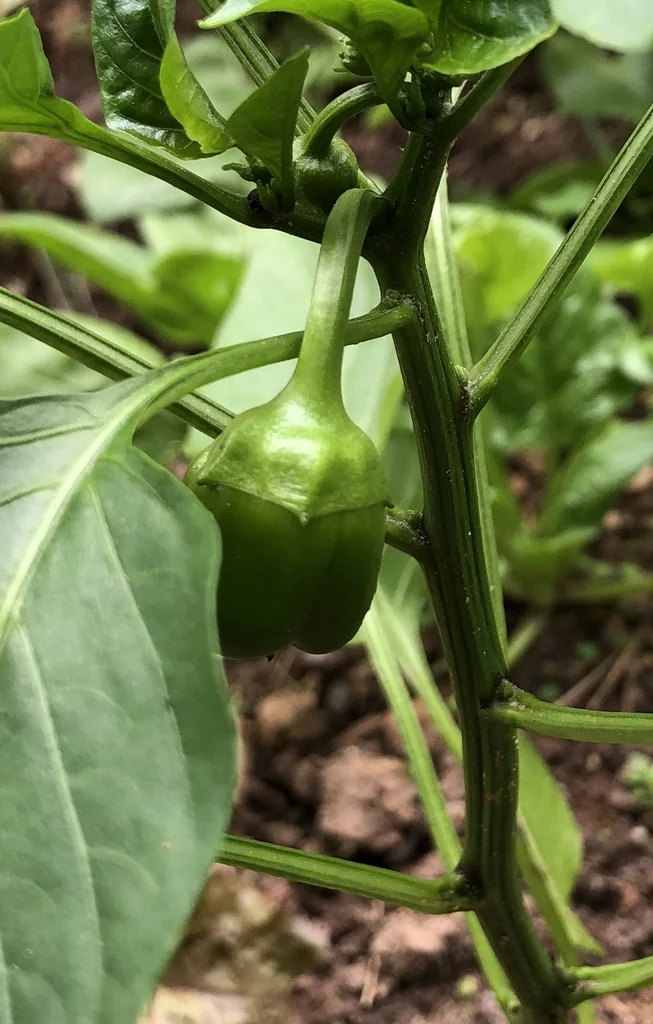 A green bell pepper with broad lobes hanging from a leafy garden plant.