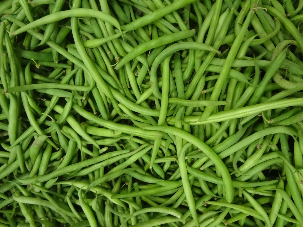 A pile of harvested slender green snap-bean pods.