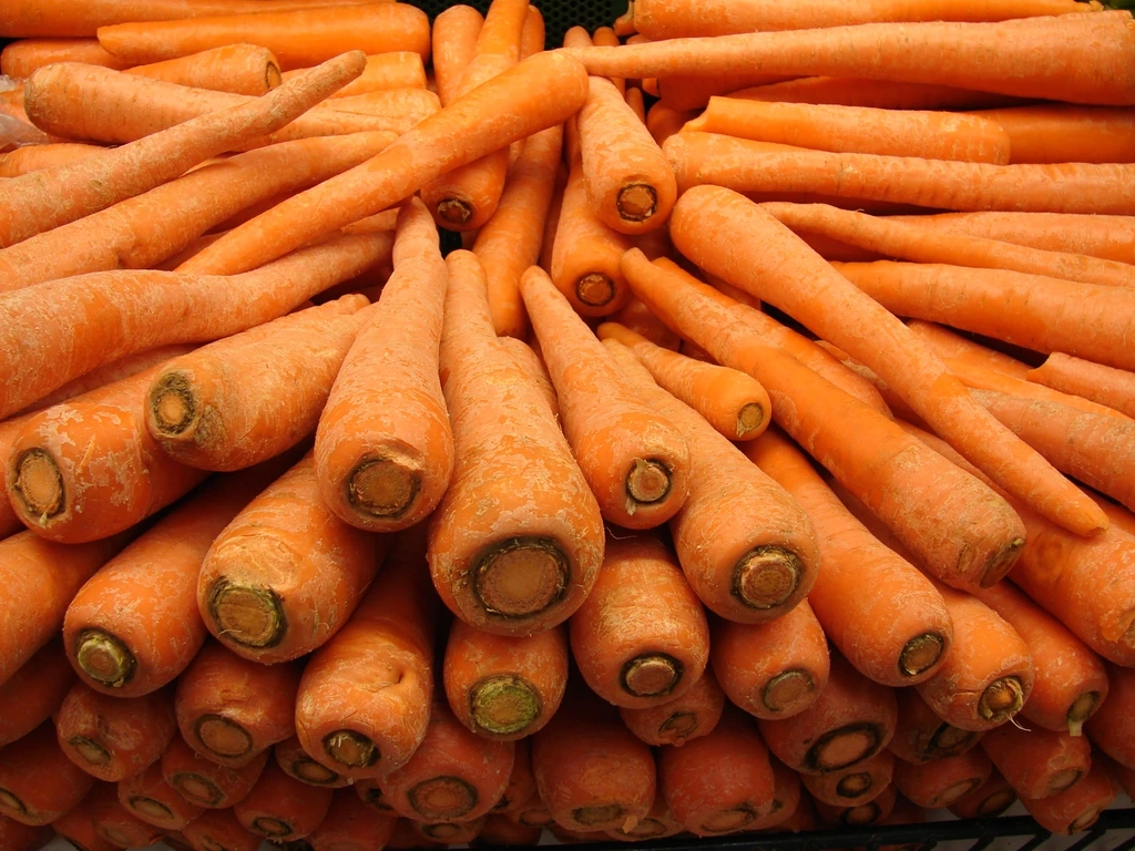 Harvested orange carrots piled together with their cut stem ends facing forward.