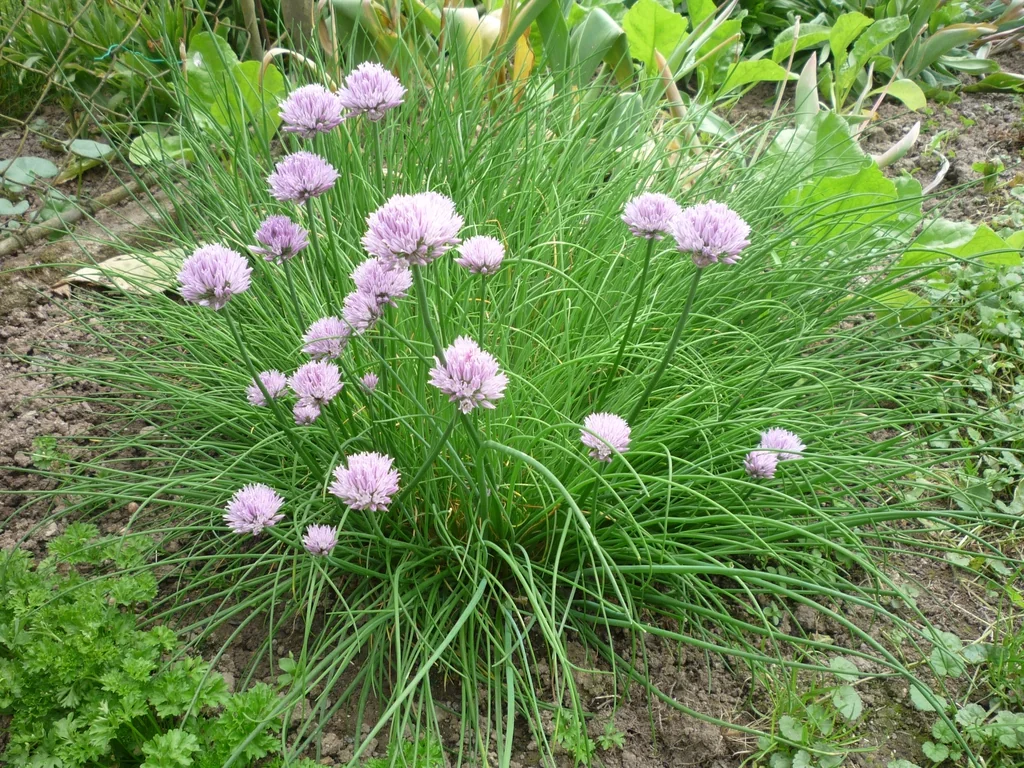A clump of common chives with slender green leaves and round purple flower heads.