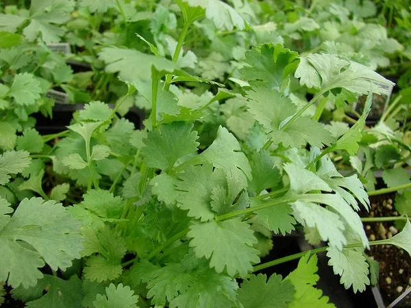 Fresh cilantro plants with bright green lobed leaves in nursery pots.