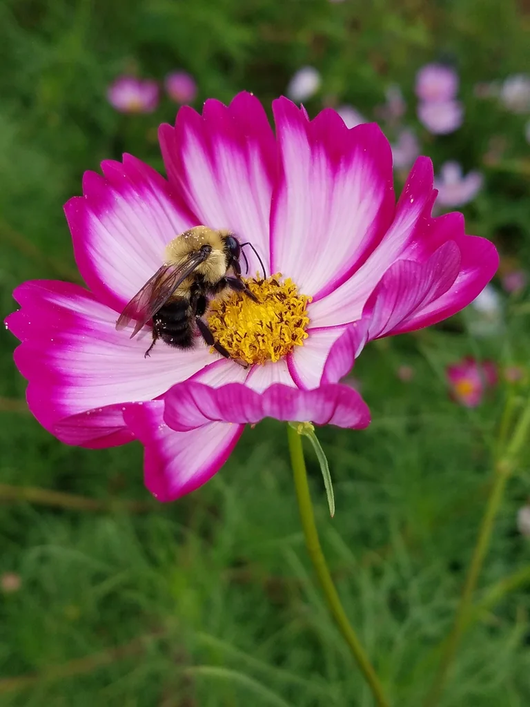 A bee visits a pink-and-white cosmos flower with a yellow central disk.