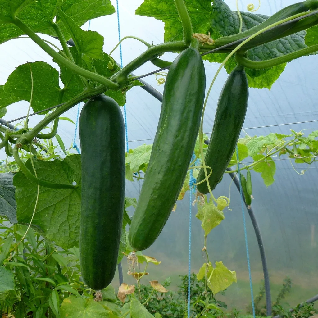 Long green cucumbers hanging from a leafy vine in a greenhouse.