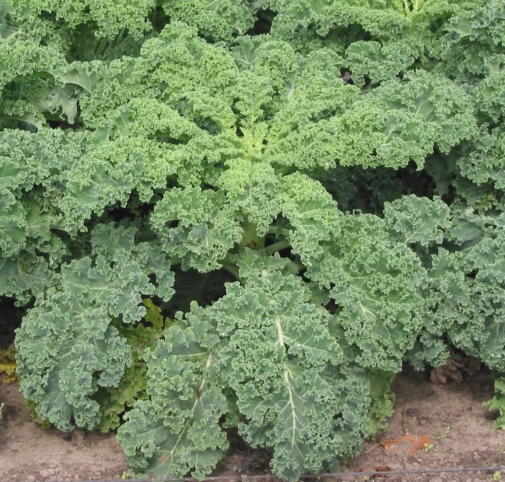 Dense, deeply curled green leaves on a mature curly kale plant.
