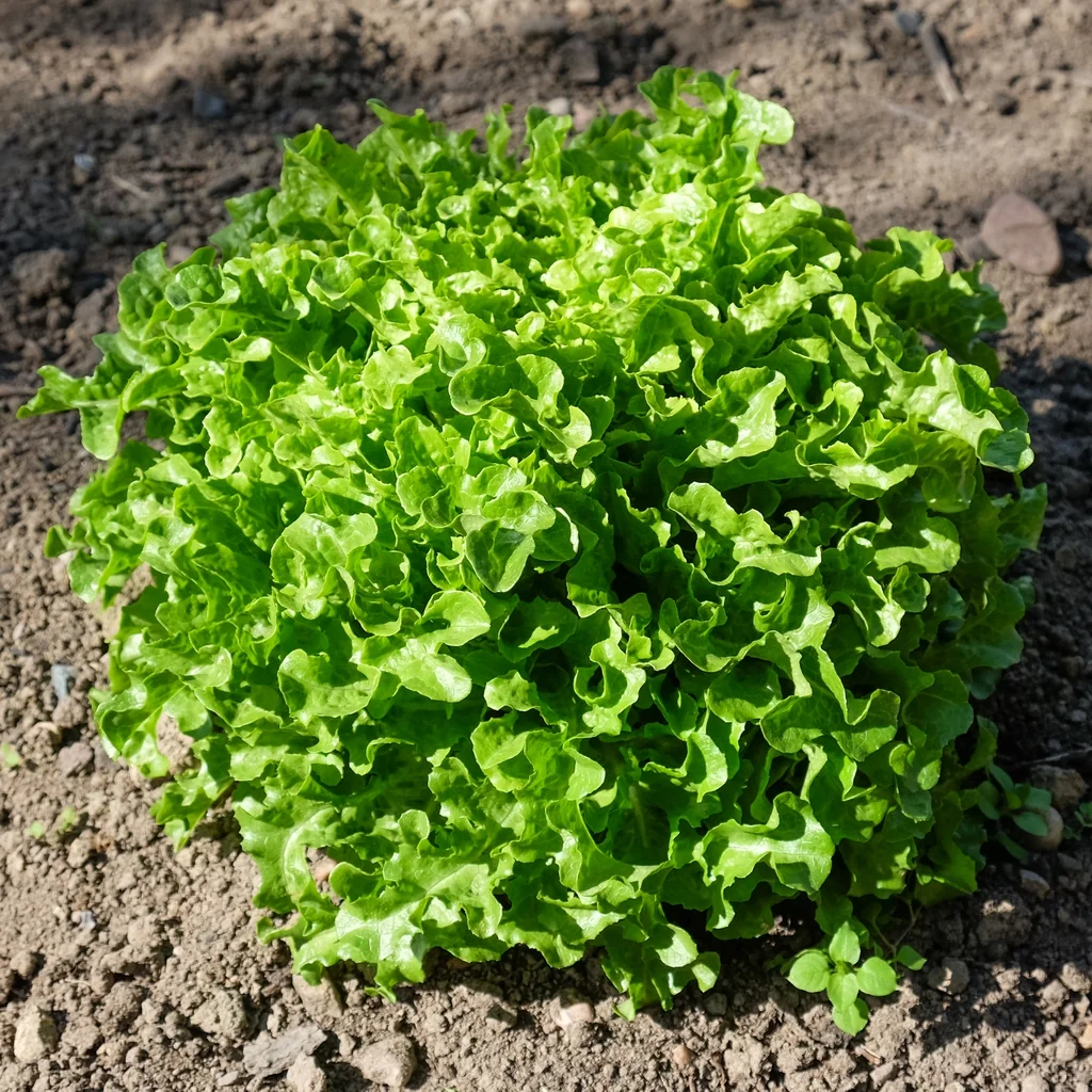 Bright green, loose ruffled leaves of Ashbrook lettuce growing in soil.