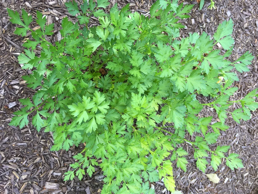 Flat, deeply divided green parsley leaves on slender stems.