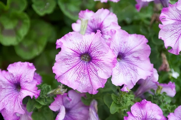 Purple-pink funnel-shaped petunia flowers with darker veins among green leaves.