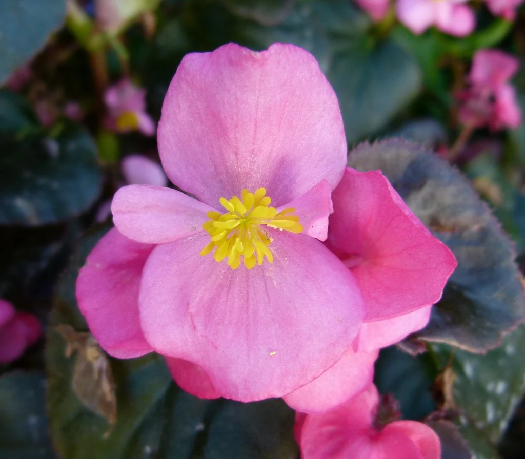 A pink wax-begonia flower with yellow stamens above glossy bronze-green leaves.