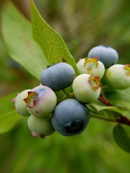 A cluster of ripe blue and unripe green blueberries beside a fresh green leaf.