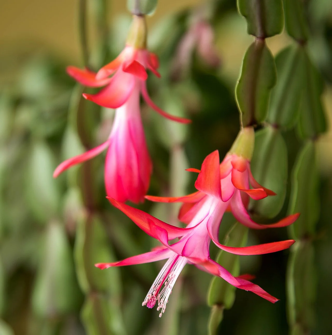 Pendant pink Christmas-cactus flowers hang from flattened green stems with rounded, scalloped edges.