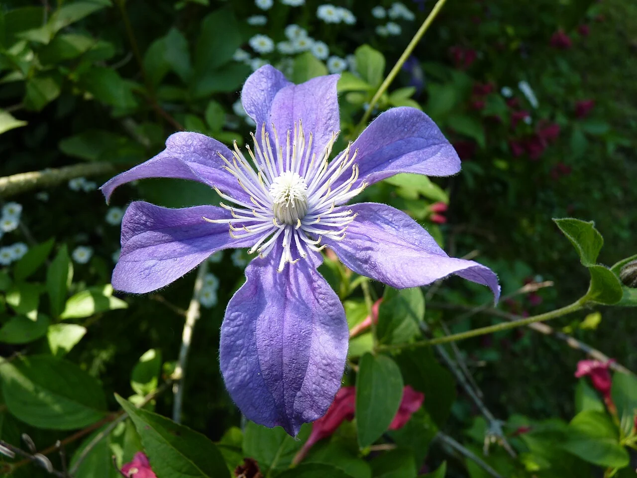 A lavender-blue Arabella clematis flower with six gently recurved tepals and pale spreading stamens.