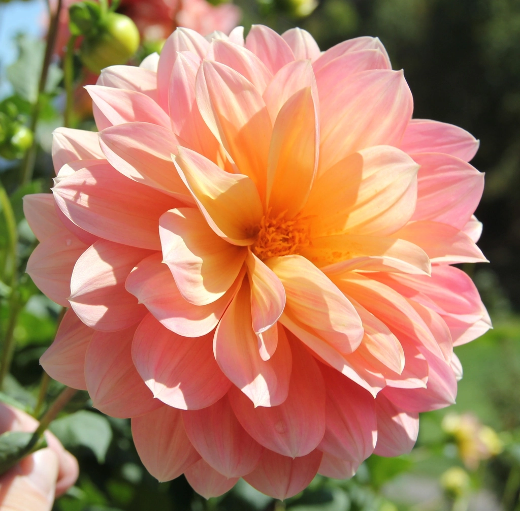 A large open dahlia with layered peach, blush-pink and soft yellow petals in a sunny garden.