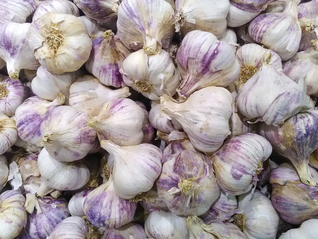 Harvested white and purple-streaked garlic bulbs with dried roots and papery skins.