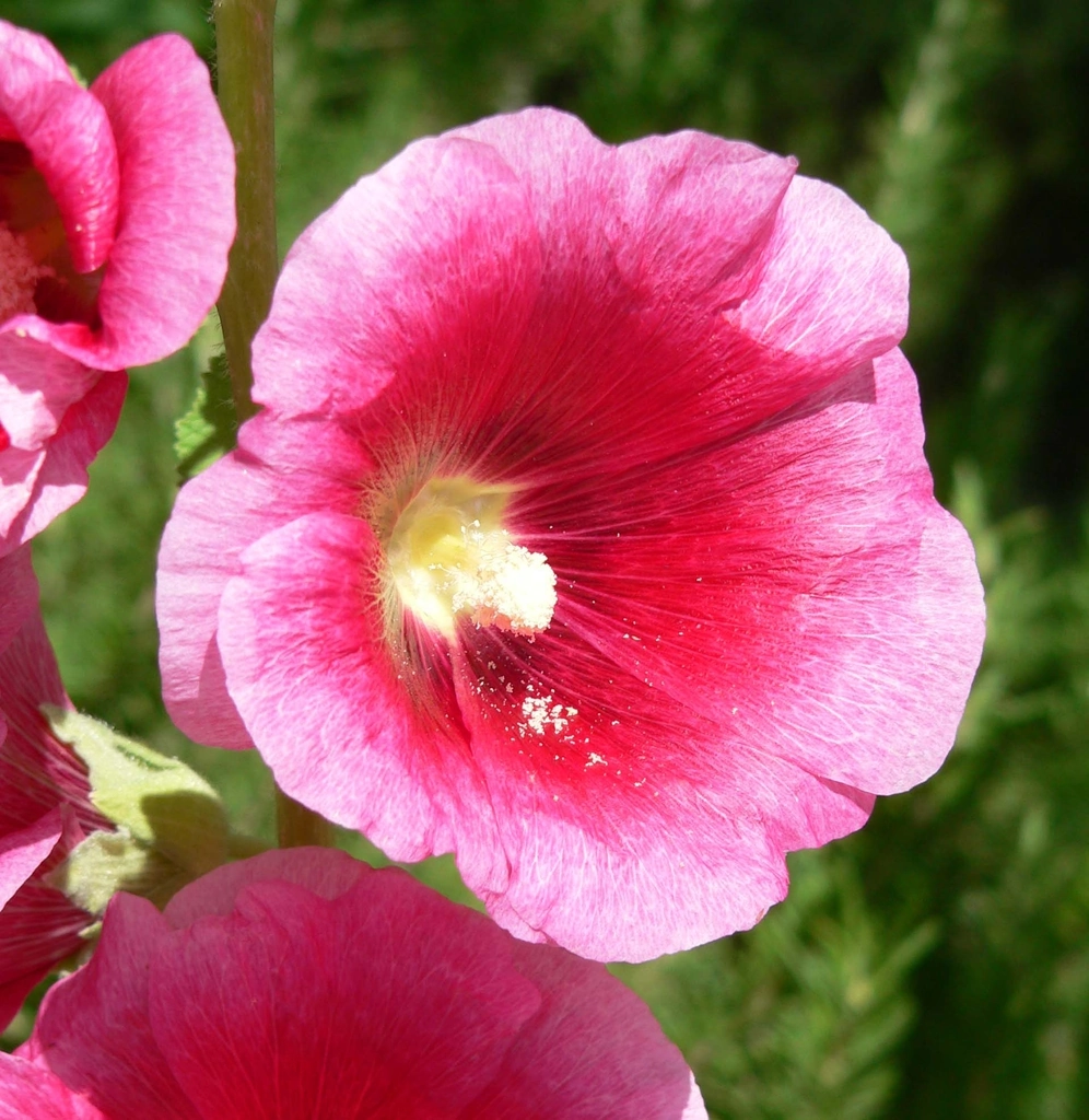 An open pink hollyhock flower with a deep rose center and pale yellow stamens.
