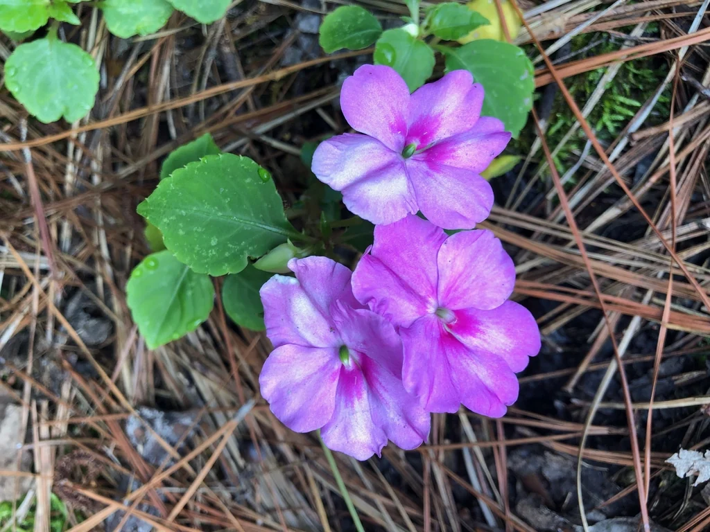 Violet-pink impatiens flowers with small white centers among oval green leaves.
