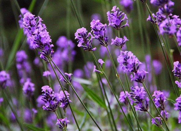 Purple English-lavender flowers on slender upright stems against a soft green background.
