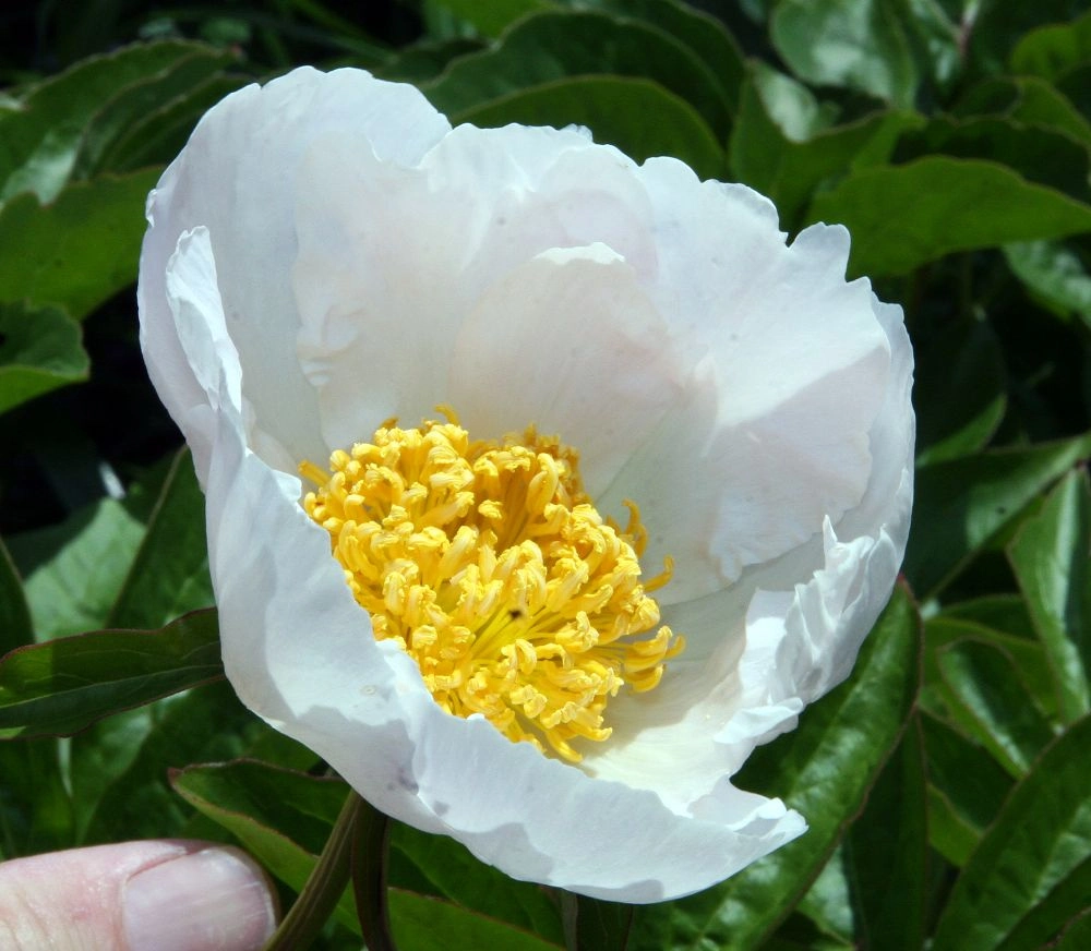 An open Krinkled White peony with a single cup of crinkled white petals surrounding bright yellow stamens.