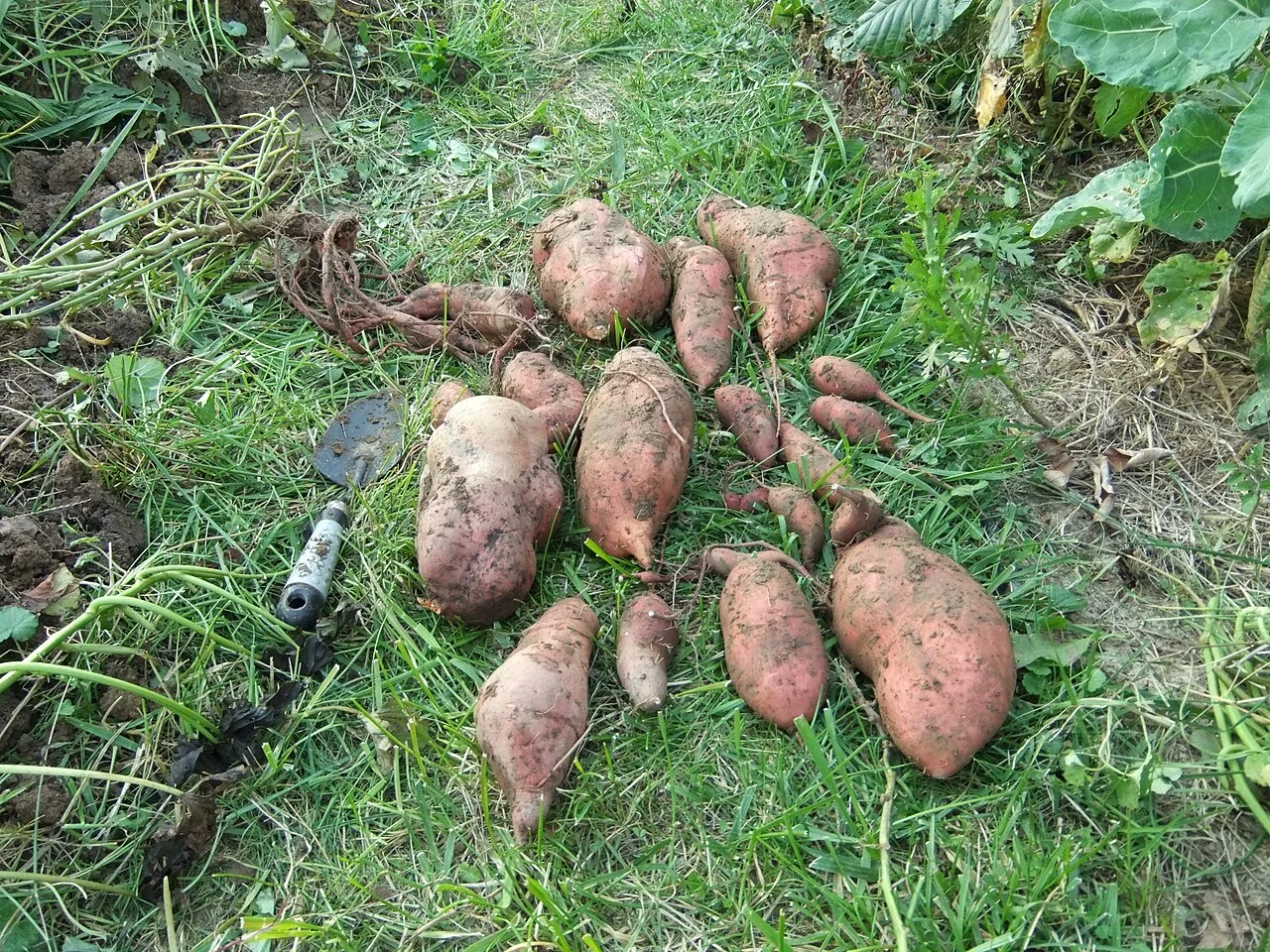 Freshly dug sweet potatoes with reddish-tan skins lie on grass beside their vine.