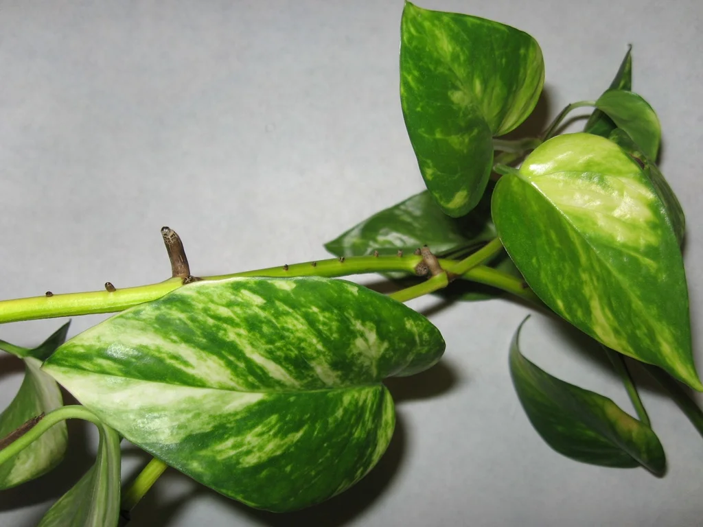 Trailing vine with green and yellow, heart-shaped leaves.