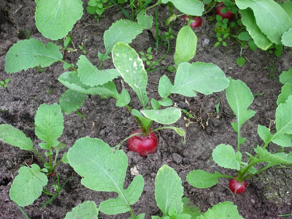 Small round red radishes growing at the soil surface beneath green leaves.