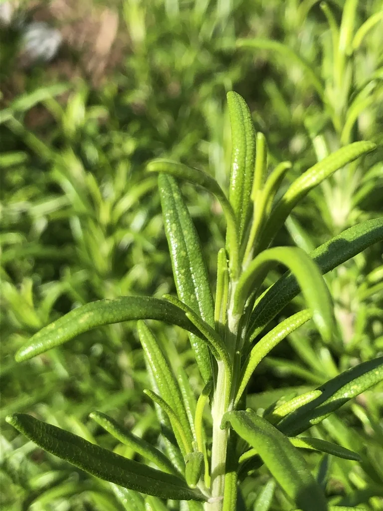 A rosemary shoot with narrow green needle-like leaves.