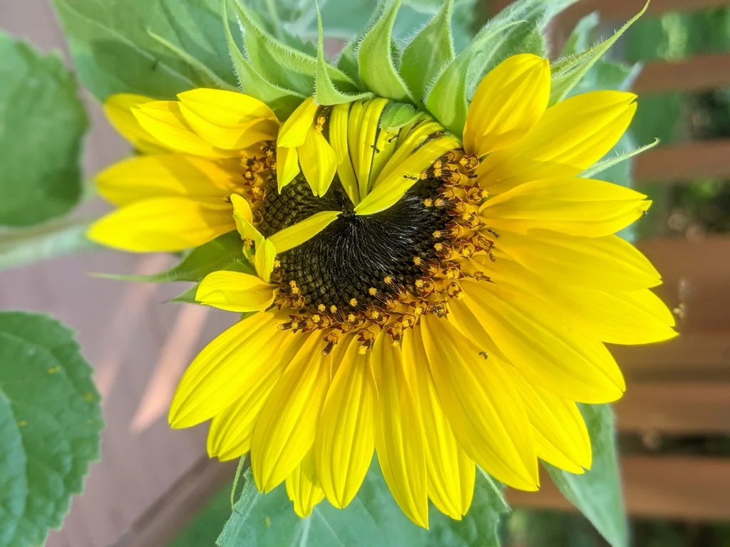 A yellow Henry Wilde sunflower bloom opening around a dark central disk.