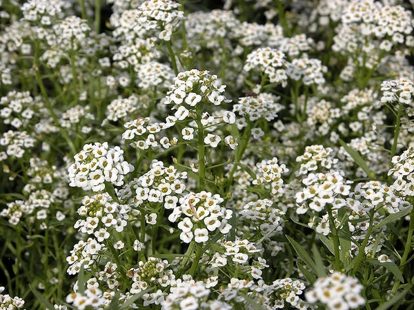 A mass of small white sweet-alyssum flowers with yellow-green centers.