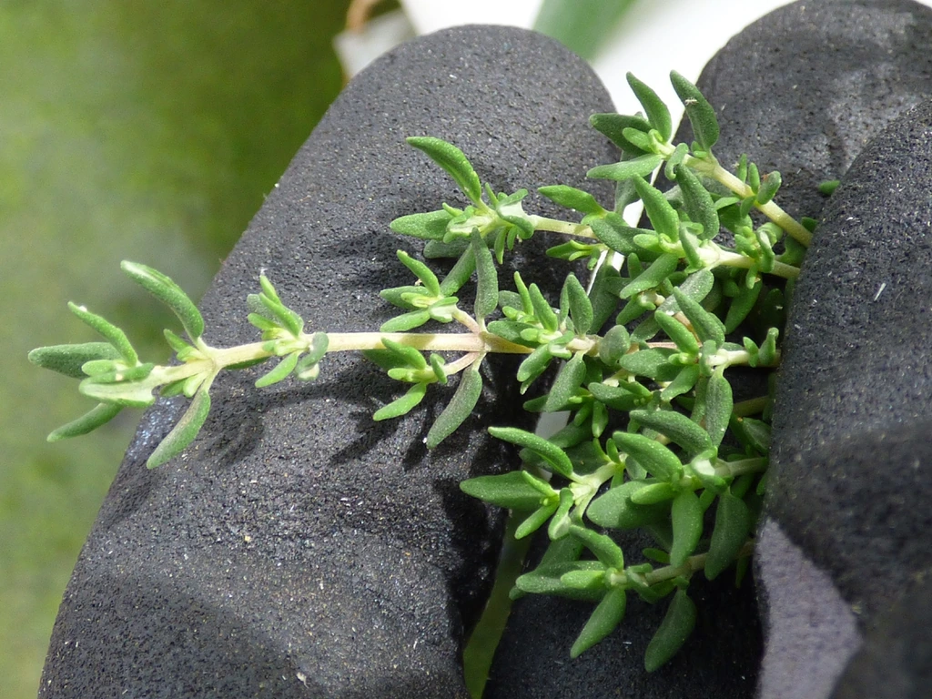 A thyme sprig with tiny narrow green leaves held against a dark gardening glove.