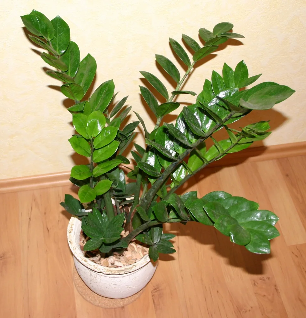 A potted ZZ plant with upright stems and glossy green leaflets.